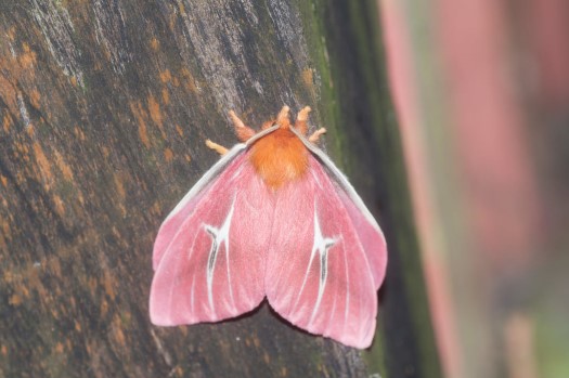 Cerodirphia sp. at Maquipucuna